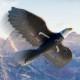 Самолет-птица на радиоуправлении SCHE HW40 Eagle