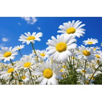 Набір для творчості алмазна картина Сонячні пелюстки Strateg HEG88144, 30x40 см