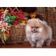 Набір для творчості алмазна картина Песик біля кошика Strateg HEG87073, 30x40 см