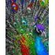 Набір для розпису по номерах Різнобарвне пір’я павлина, Strateg, 40x50 см, GS171