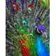 Набір для розпису по номерах Різнобарвне пір’я павлина, Strateg, 40x50 см, GS171