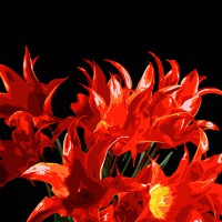 Набір для розпису по номерах Букет червоних тюльпанів, Strateg, на чорному фоні, 40x40 см, AV4040-80