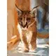 Набір для розпису по номерах Маленький каракал, 40x50 см, КНО4165
