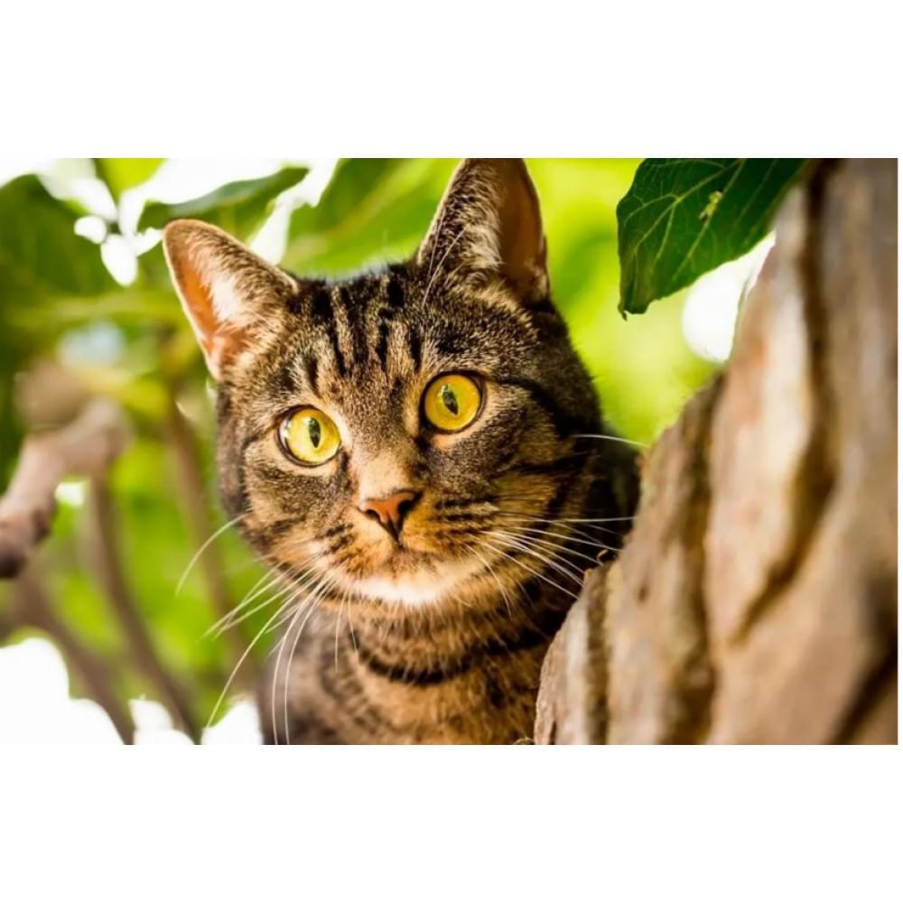 Алмазна мозаїка за номерами 40*50 "Кішка" карт уп. (полотно на рамі)