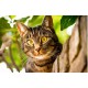 Алмазна мозаїка на підрамнику Кішка 40×50 см 71633_BGLE