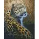 Набір з алмазною мозаїкою Граціозний хижак AMO7561, 40x50 см