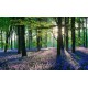 Алмазна мозаїка Ліс 30×40 см 60804