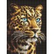 Алмазна мозаїка на підрамнику Погляд ягуара Ideyka 30×40 см AMO8360