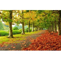 Алмазна мозаїка на підрамнику Осінь 40×50 см 71398_BGLE