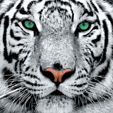 Картина за номерами  білий тигр strateg розміром 40х40 см (sk023)