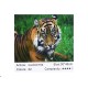 Алмазна мозаїка за номерами Тигр 60756, 30x40 см
