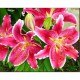 Набір для творчості алмазна картина Прекрасні лілії Strateg HEG86885, 30x40 см