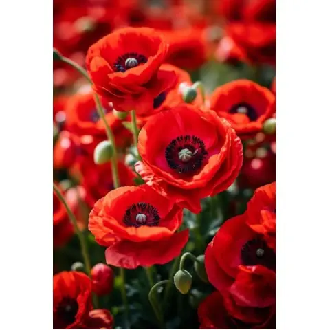 Набір для творчості алмазна картина Чарівність червоних маків Strateg HEG88136, 30x40 см