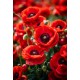 Набір для творчості алмазна картина Чарівність червоних маків Strateg HEG88136, 30x40 см