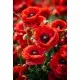 Набір для творчості алмазна картина Чарівність червоних маків Strateg HEG88136, 30x40 см