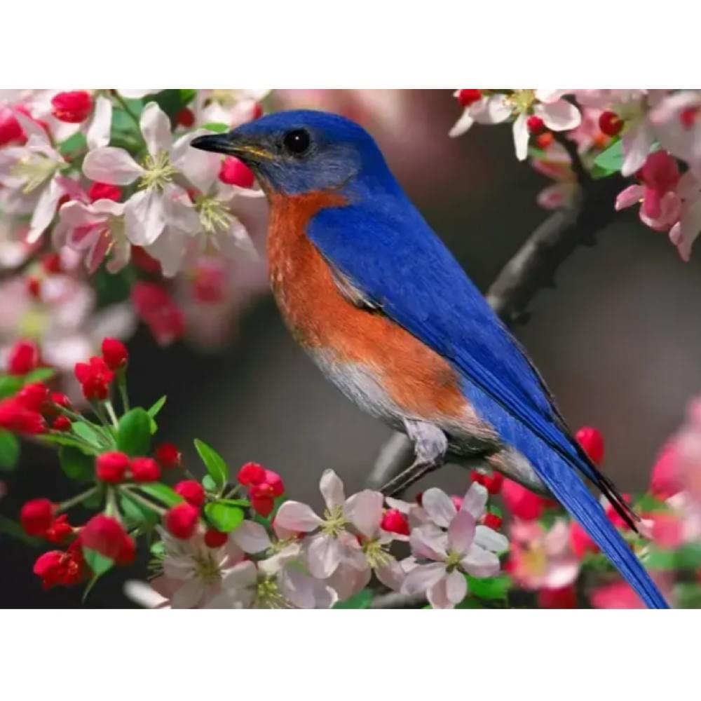 Алмазна мозаїка за номерами 40*50 "Пташка" карт уп. (полотно на рамі)