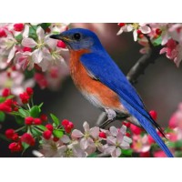 Алмазна мозаїка на підрамнику Пташка 40×50 см 71632_BGLE