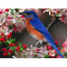 Алмазна мозаїка за номерами 40*50 "Пташка" карт уп. (полотно на рамі)