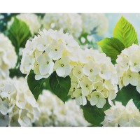 Набір для творчості алмазна картина Біле сяйво Strateg HEG88155, 30x40 см