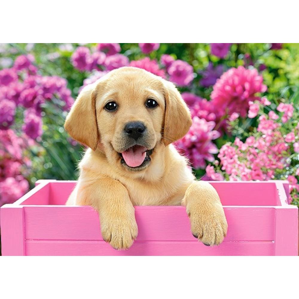 Пазлы Castorland "Щенок в ящике" 300 эл. (B-030071)