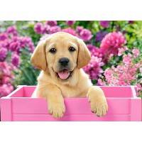 Пазл Кастор Цуценя в ящику 300 елементів B-030071