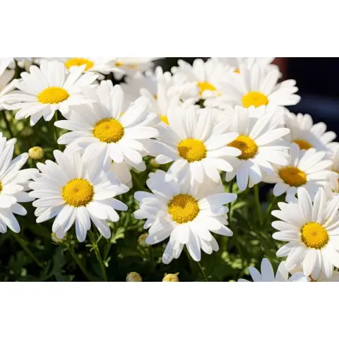 Набір для творчості алмазна картина Дивовижне сяйво ромашок Strateg HEG88132, 30x40 см