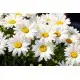 Набір для творчості алмазна картина Дивовижне сяйво ромашок Strateg HEG88132, 30x40 см