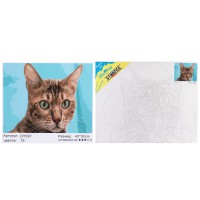Набір для розпису по номерах Зеленоокий кіт, Strateg, 40x50 см, DY097