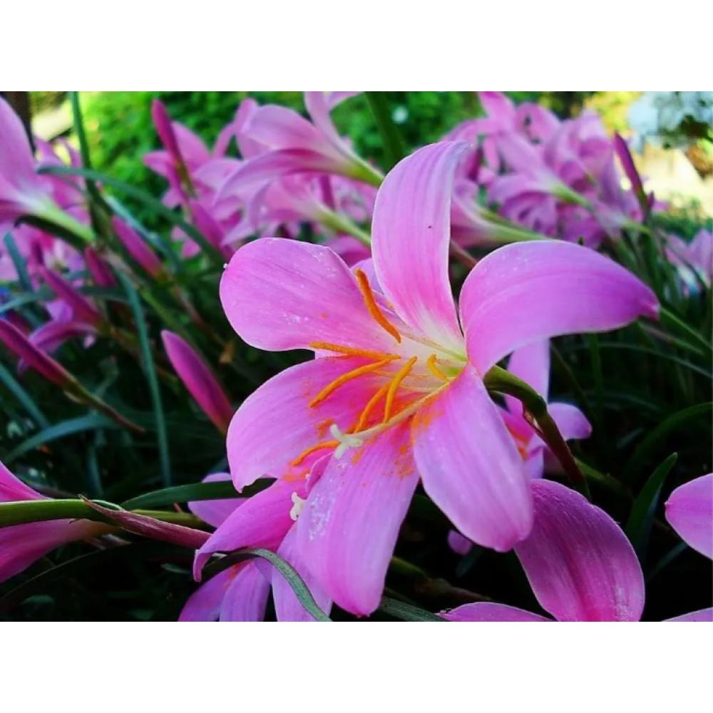 Алмазна мозаїка на підрамнику "Квіти" Josef Otten 30х40см, у картонній упаковці, 60826