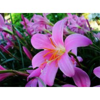 Алмазна мозаїка Квіти 30×40 см 60826