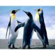 Алмазна мозаїка за номерами Пінгвіни, 30x40 см, полотно на рамі