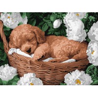 Набір для розпису по номерах Сплячий пудель, Ideyka, 30x40 см, КНО6677