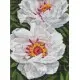 Набір з алмазною мозаїкою Білі півонії AMO7753, 30x40 см