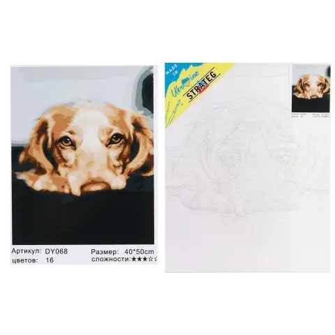 Набір для розпису по номерах Золотий лабрадор, Strateg, 40x50 см, DY068