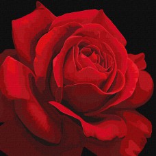 Картина за номерами  "червона троянда" 40х40см кно3238