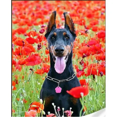 Набір для творчості алмазна картина Чорний доберман Strateg GM86851, 30x40 см