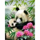 Алмазна мозаїка на підрамнику Панди 40×50 см 71792_BGLE