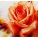 Алмазна мозаїка за номерами Троянда 71250_BGLE, 40x50 см, полотно на рамі