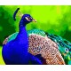 Набір для розпису по номерах Яскравий павлін, Strateg, 40x50 см, GS183