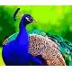 Набір для розпису по номерах Яскравий павлін, Strateg, 40x50 см, GS183