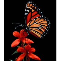 Набір для розпису по номерах Краса метелика на червоному цвіті, Strateg, на чорному фоні, 30x40 см, FH-13