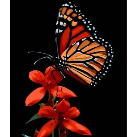 Набір для розпису по номерах Краса метелика на червоному цвіті, Strateg, на чорному фоні, 30x40 см, FH-13