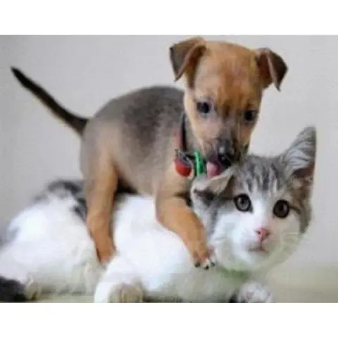 Алмазна мозаїка за номерами Домашні улюбленці, 30x40 см, полотно на рамі