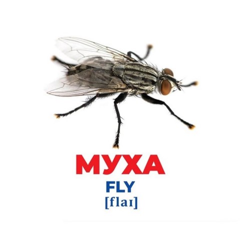 Набір розвиваючих карток Геній з пелюшок "Комахи" Ранок 10107199, 17 карток