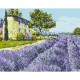 Картина за номерами без підрамника "Лавандове поле" 11009-ACNF 40х50 см
