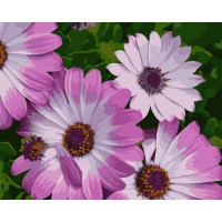 Картина за номерами. Art Craft "Африканські ромашки" 40 * 50 см 13113-AC