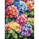 Картина за номерами "Різнокольорові гортензії" ©art_selena_ua KHO3299, 30х40 см