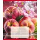 Зошит учнівський "Фрукти" 036-580143L-1 в лінію, 36 аркушів