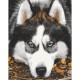 Картина за номерами "Засмучений хаскі" Art Craft 40х50 см 11509-AC