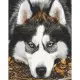 Картина за номерами "Засмучений хаскі" Art Craft 40х50 см 11509-AC